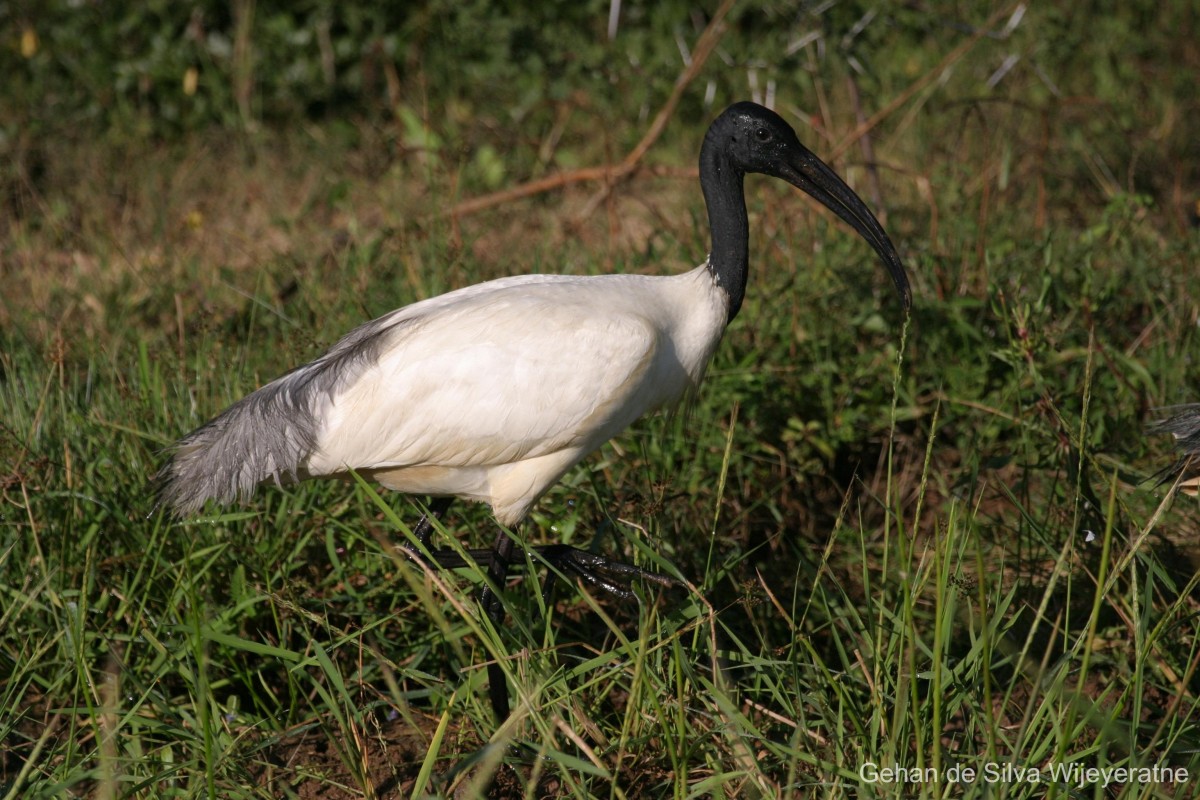 Threskiornis melanocephalus Latham, 1790